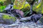 Black Bear-Salmon run-Anan Creek Wrangell-Alaska-USA Art Print